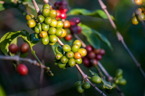 COFFEE FROM FARMER TO CUPS